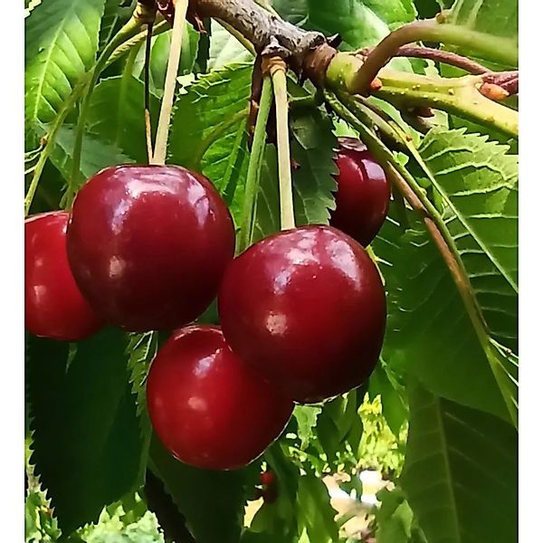 Süßkirsche Große Schwarze Knorpel 100 - 120 cm Prunus avium günstig online kaufen