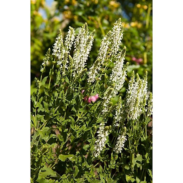 Salvia Nemorosa Adrian Steppen-Salbei Ca. 9x9 cm Topf günstig online kaufen