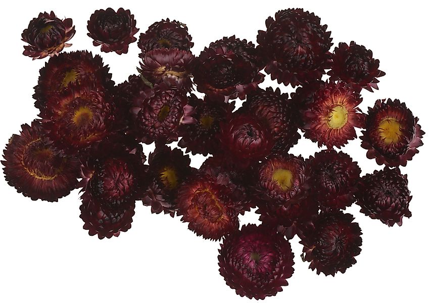 Kunstpflanze Strohblumenköpfe in Box, VBS, 20 günstig online kaufen