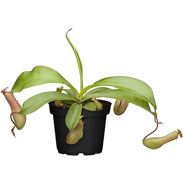 Kannenpflanze Topf-Ø ca. 9 cm Nepenthes günstig online kaufen