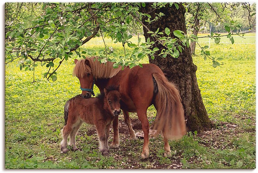 Artland Wandbild »Pony - Mutterglück« Haustiere 1 Stk. tlg. als Alubild, Ou günstig online kaufen