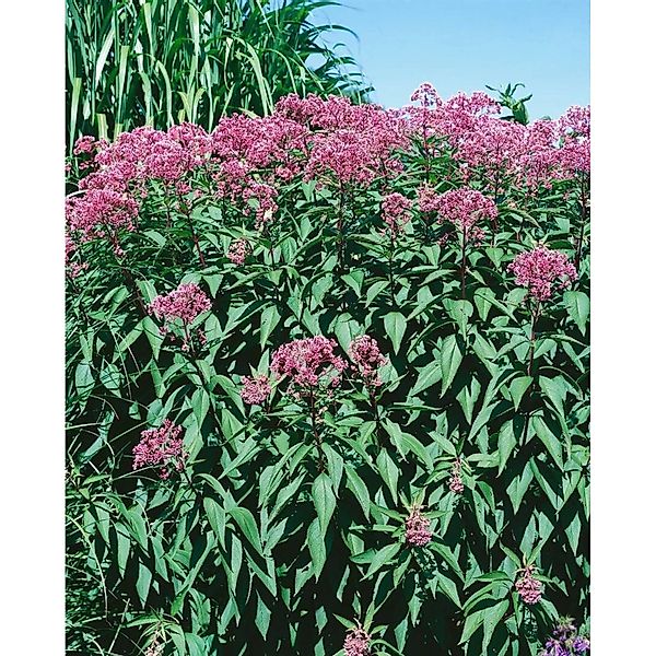 Eupatorium Fistulosum Glutball Purpur Wasserdost Ca. 11x11 cm Topf günstig online kaufen