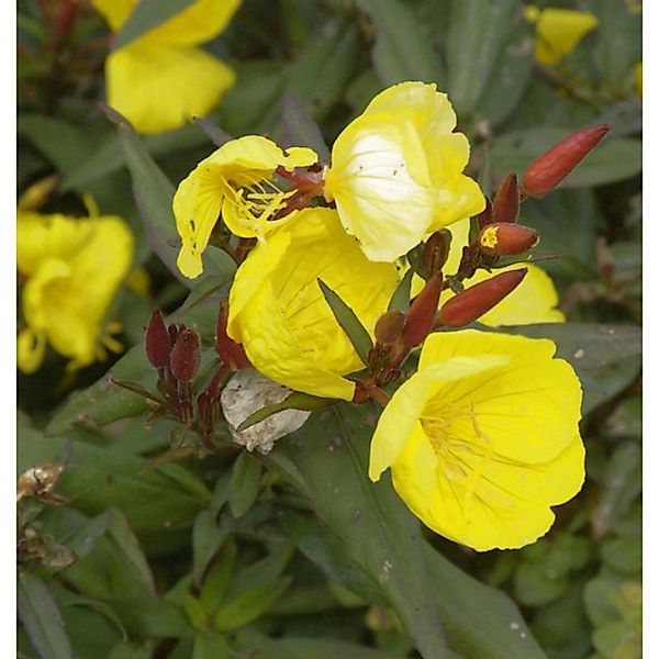 Nachtkerze Fyrverkeri - Oenothera fruticosa günstig online kaufen