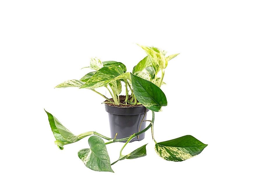 Flowerbox Zimmerpflanze Efeutute - Epipremnum aureum, - Höhe ca. 15 cm, Top günstig online kaufen