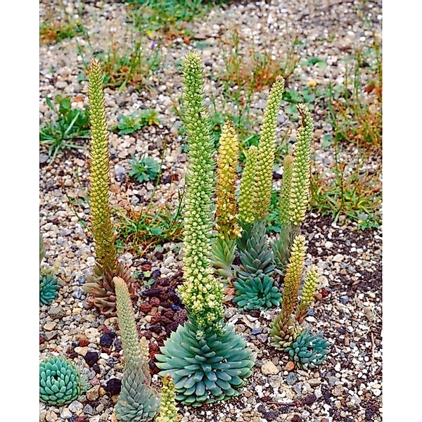 Orostachys Spinosus Ca. 9x9 cm Topf günstig online kaufen