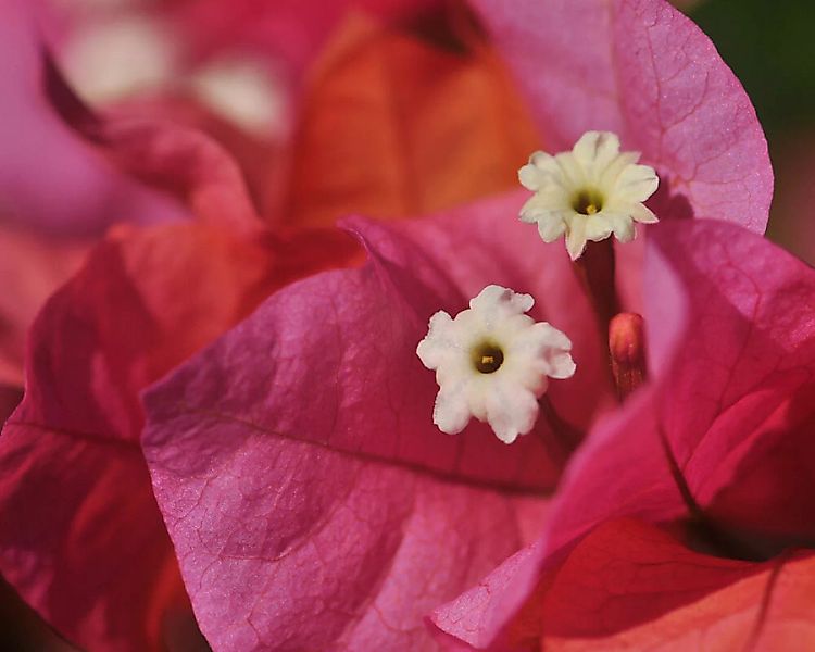 Fototapete "Pinke Blume" 4,00x2,50 m / Glattvlies Perlmutt günstig online kaufen