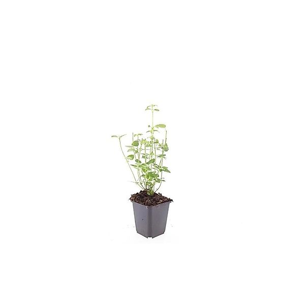 Exotenherz Zierstaude Duftnessel Agastache Rugosa Black Adder 9cm Topf Set günstig online kaufen