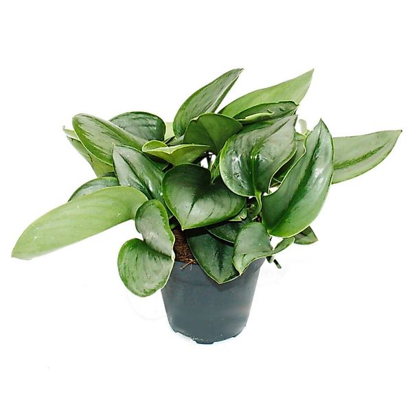 Exotenherz Mondscheinefeutute Scindapsus Pictus Moonlight 12cm Topf günstig online kaufen