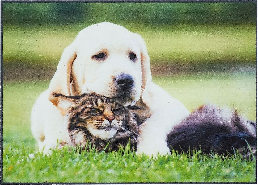 Andiamo Fußmatte "Modern" rechteckig 6,5 mm Höhe Schmutzfangmatte, bedruckt günstig online kaufen