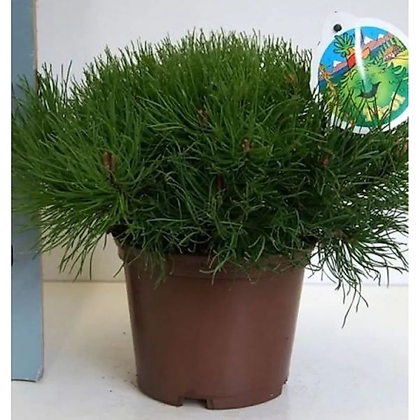 Zwerg Bergkiefer Typ Tirol 30-40cm - Pinus mugo günstig online kaufen