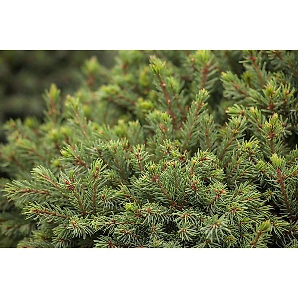 Picea Glauca Echiniformis Zwergfichte Kompakt 25–30 cm günstig online kaufen