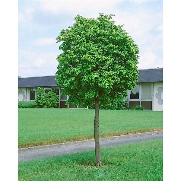 Tilia Cordata Green Globe Winterlinde Kompakt 180 cm Stammhöhe günstig online kaufen