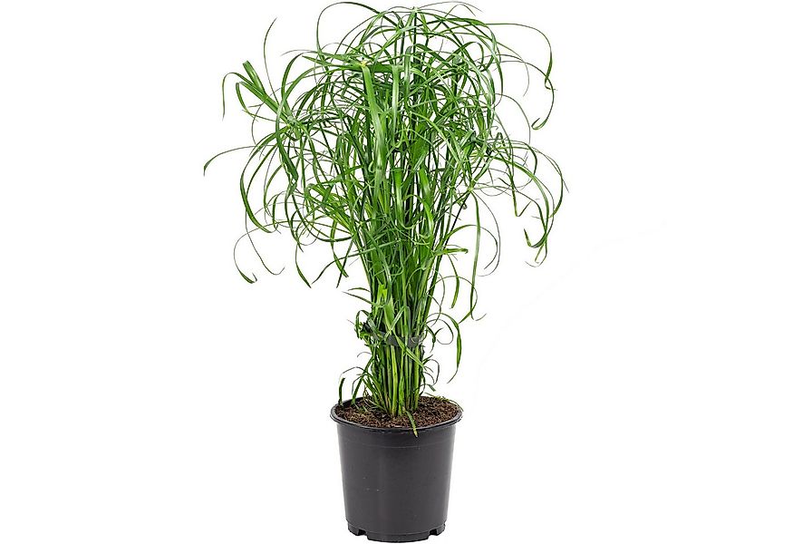 Flowerbox Zimmerpflanze Zyperngras - Cyperus alternifolius, pflegeleicht - günstig online kaufen