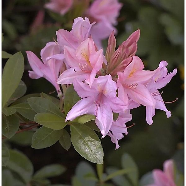 Rhododendron Soir de Paris 25-30cm - Rhododendron viscosum günstig online kaufen