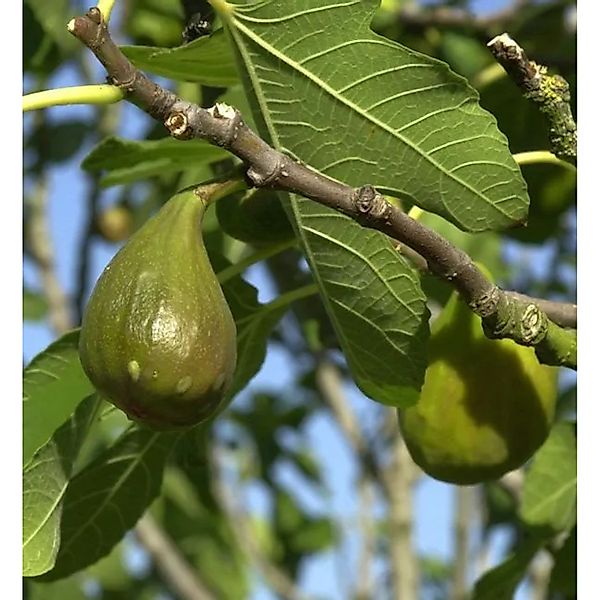 Feigenbaum Madeleine des 2 Saisons 80-100cm - Ficus carica günstig online kaufen