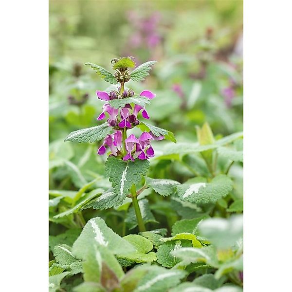 Lamium Maculatum Chequers Gefleckte Taubnessel Rosa Ca. 9x9 cm Topf günstig online kaufen