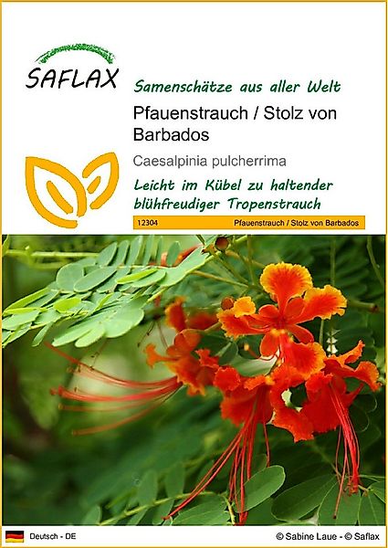 SAFLAX Blumensamen Pfauenstrauch - Caesalpinia - 10 Samen günstig online kaufen