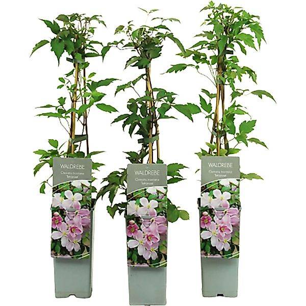 Berg-Waldrebe Tetrarose Rosa Höhe ca. 40 - 60 cm Topf ca. 2, Clematis monta günstig online kaufen
