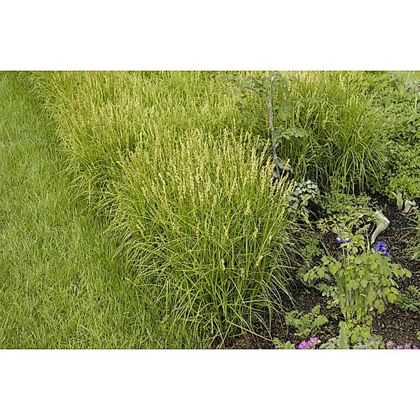 Carex Muskingumensis Palmwedel-Segge Ca. 9x9 cm Topf günstig online kaufen
