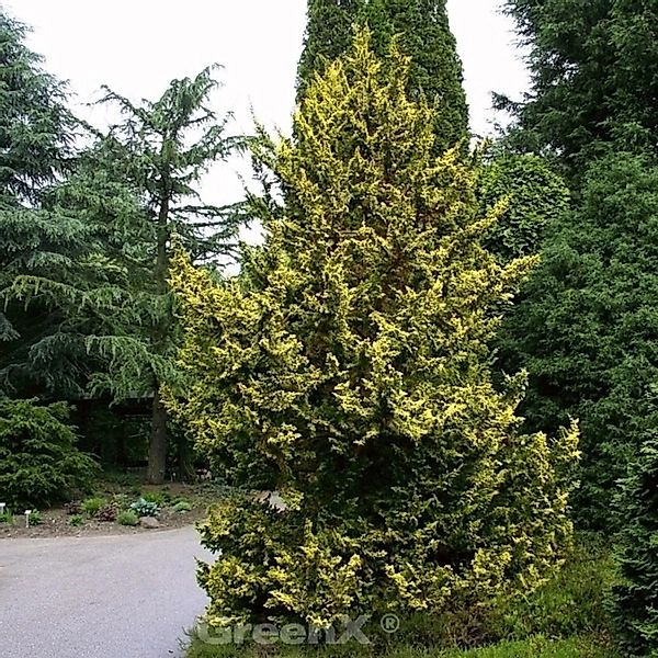 Zwerg Hinoki Scheinzypresse 40-50cm - Chamaecyparis obtusa günstig online kaufen