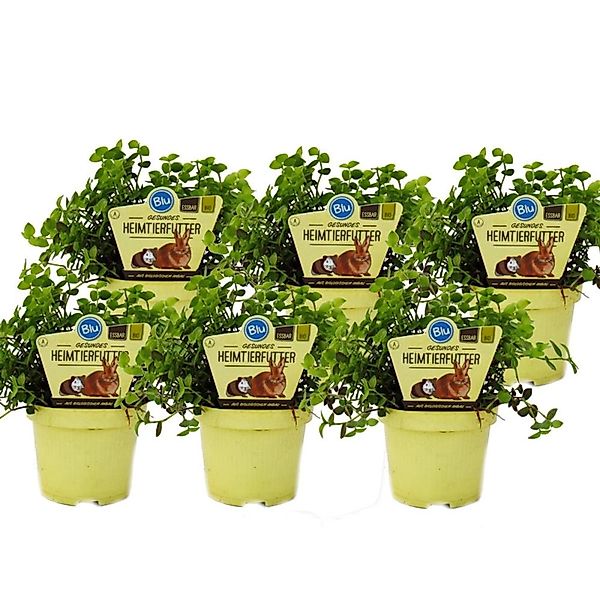 Exotenherz Set mit 6 Futterpflanzen für Heimtiere Callisia Repens Vitalfutt günstig online kaufen