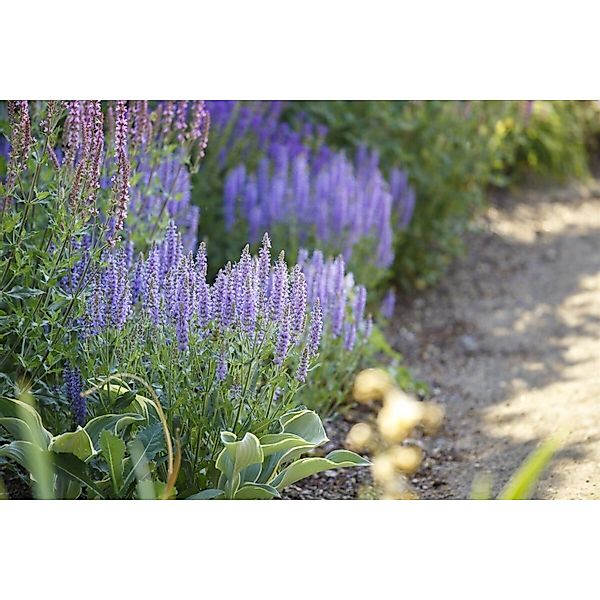 Salvia Nemorosa Amethyst Steppen-Salbei Ca. 9x9 cm Topf günstig online kaufen