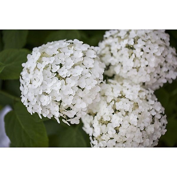 Hydrangea Arborescens Schneeballhortensie Strong Annabelle R 100-125 cm günstig online kaufen