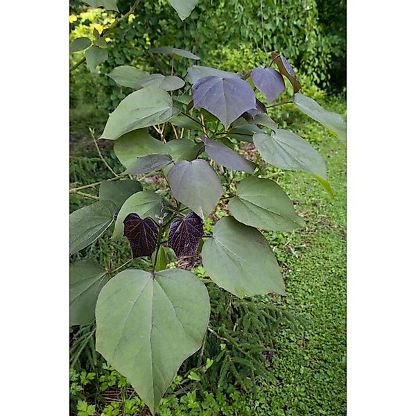 Catalpa Erubescens Purpurea Purpur-Trompetenbaum 80–100 cm günstig online kaufen