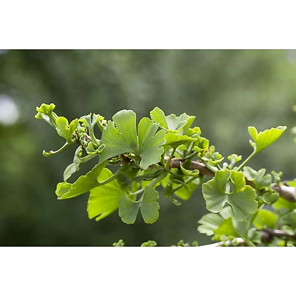 Ginkgo Biloba Troll Fächerblattbaum Kompakt 120 cm Stammhöhe günstig online kaufen