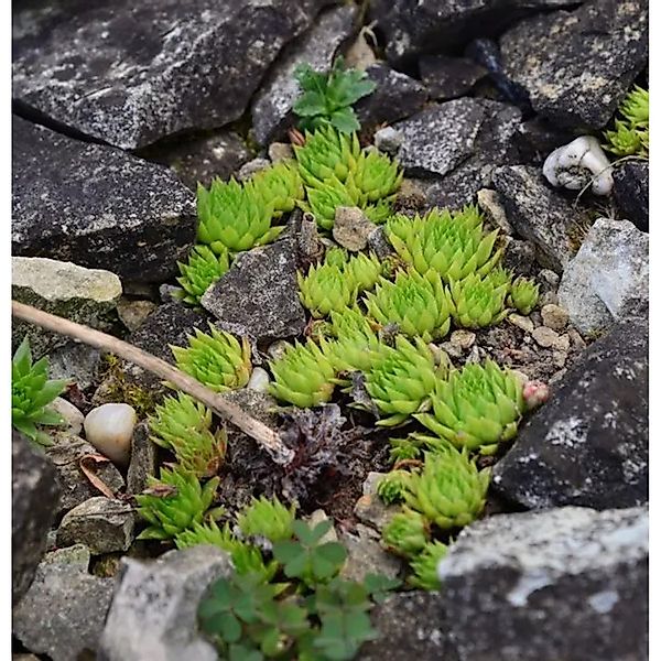 Bulgarische Kugel Hauswurz - Jovibarba globifera günstig online kaufen