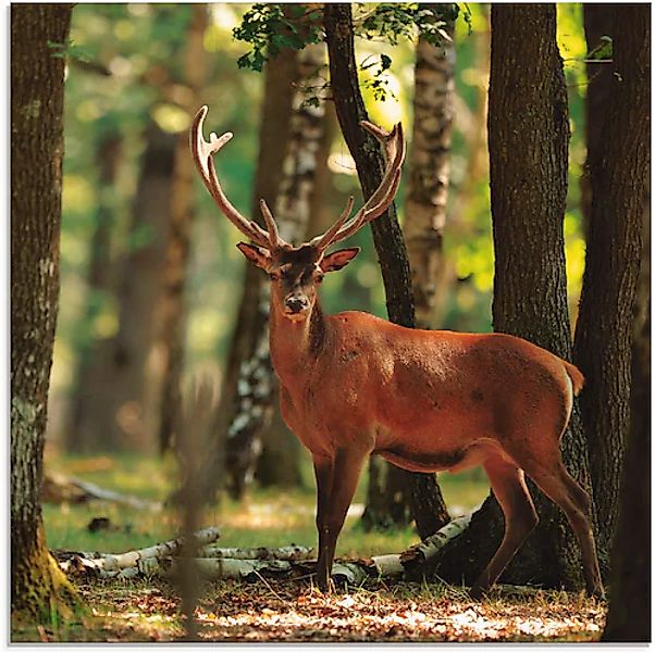 Artland Glasbild »Hirsch 4 - Wald« Wildtiere 1 Stk. tlg. in verschiedenen G günstig online kaufen