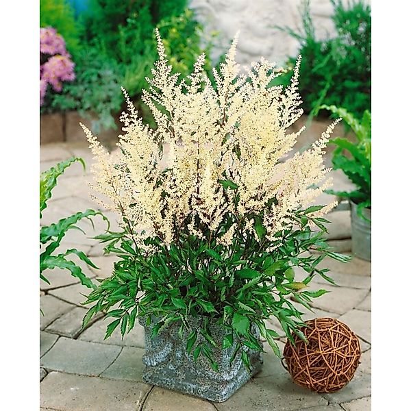 Astilbe X Cult. Rock And Roll R Prachtspiere Ca. 11x11 cm Topf günstig online kaufen
