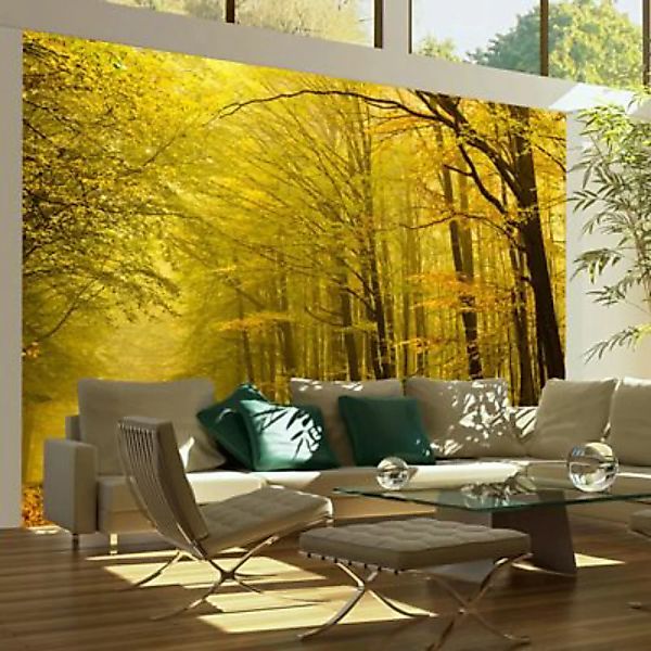 artgeist Fototapete Hübsche Herbstallee mehrfarbig Gr. 300 x 231 günstig online kaufen