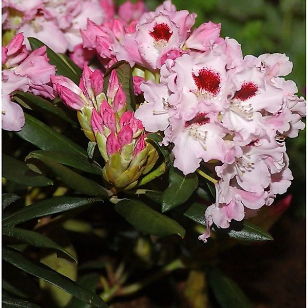 Rhododendron Annika 25-30cm - Rhododendron williamsianum günstig online kaufen