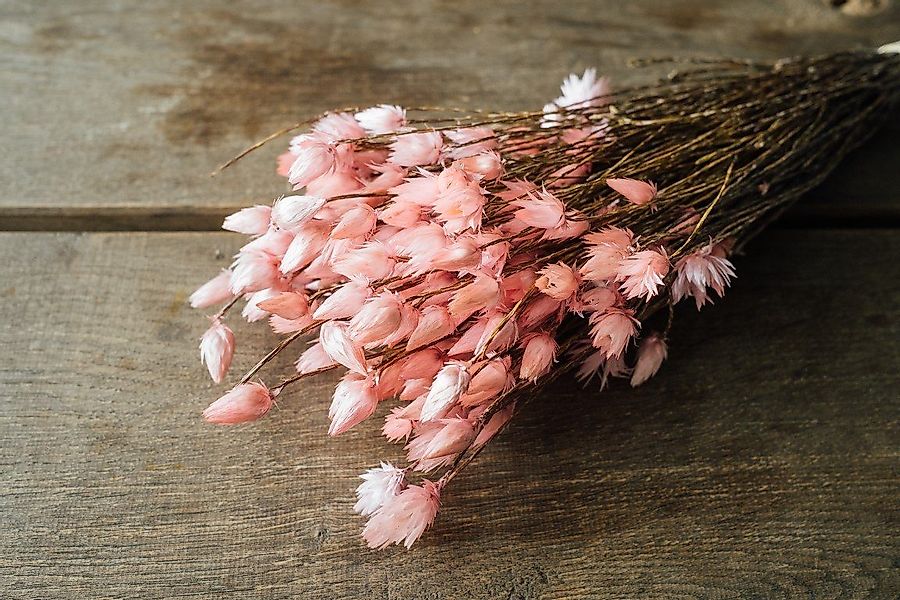 Trockenblume Kaap Flower Hellrosa im Bund, günstig online kaufen