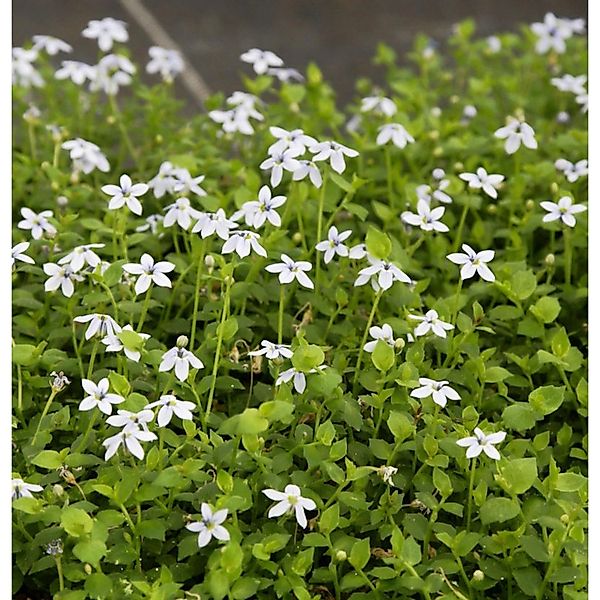 Bubikopf Alba - Pratia pedunculata günstig online kaufen