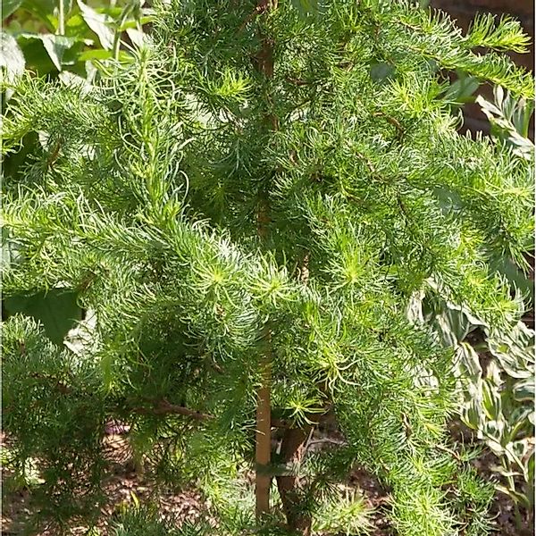 Hochstamm Europäische Lärche Horstmann Recurved 80-100cm - Larix decidua günstig online kaufen