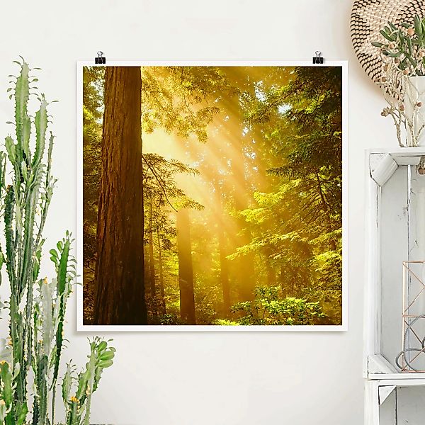 Poster Natur & Landschaft - Quadrat Morgengold günstig online kaufen