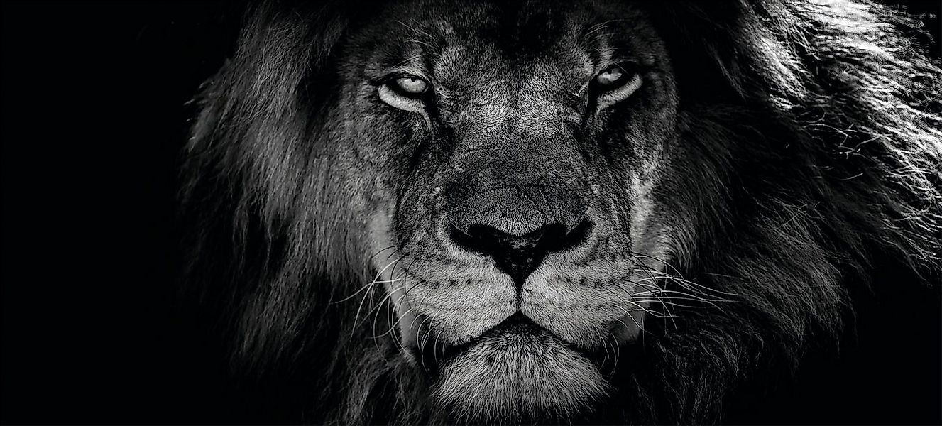 Bönninghoff Leinwandbild Löwe, (1 St) günstig online kaufen
