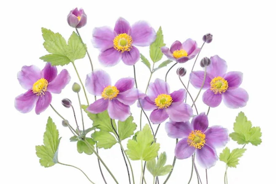 Papermoon Fototapete »Photo-Art MANDY DISHER, ANEMONE 'HADSPEN FÜLLE'« günstig online kaufen