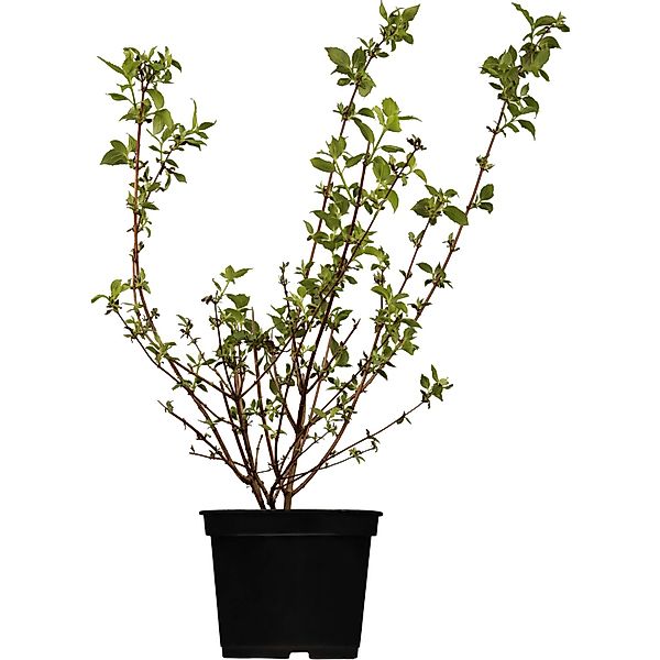 OBI Gartenjasmin Schneesturm Weiß Höhe ca.50-60 cm Topf ca. 3,5 l Philadelp günstig online kaufen