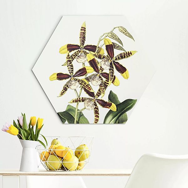 Hexagon-Alu-Dibond Bild Maxim Gauci - Orchidee II günstig online kaufen