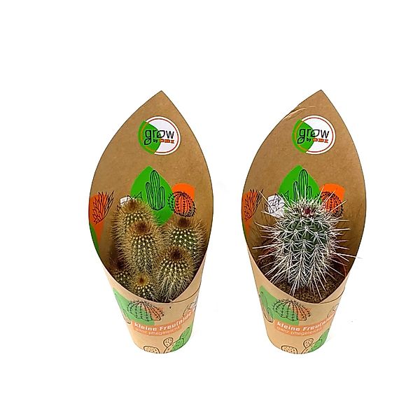 GROW by OBI Kaktus 2-fach sortiert Topf-Ø ca. 12 cm günstig online kaufen