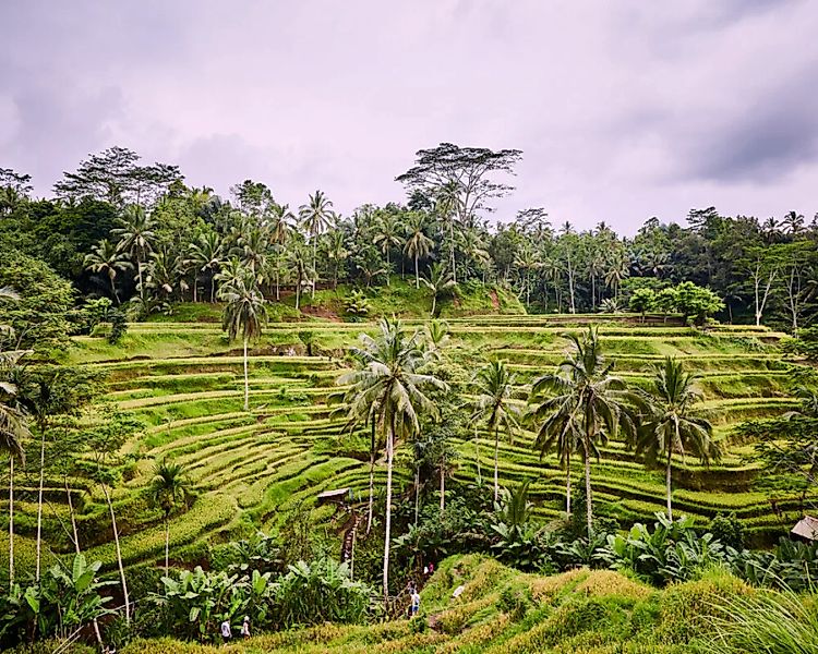 Fototapete "ReisfelderBali" 4,00x2,50 m / selbstklebende Folie günstig online kaufen