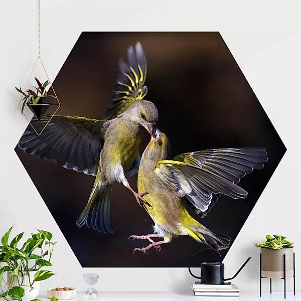 Hexagon Fototapete Küssende Kolibris günstig online kaufen