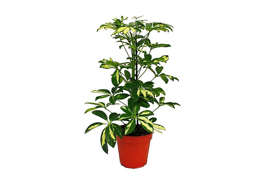 Exotenherz Zimmerpflanze Strahlenaralie Schefflera weiss-grünlaubig 12cm To günstig online kaufen