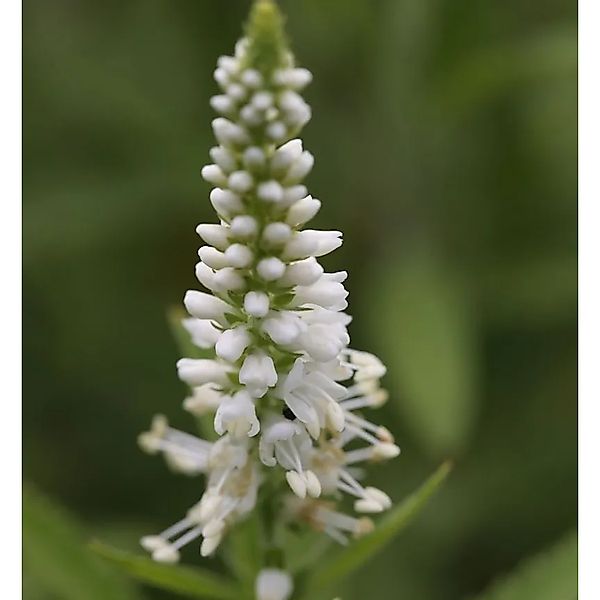Polsterveronika Icicle - Veronica spicata günstig online kaufen
