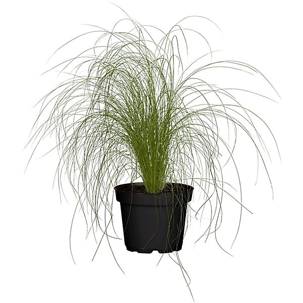 Stipa Tenuissima Ponytails Zartes Federgras 2 Liter Container günstig online kaufen