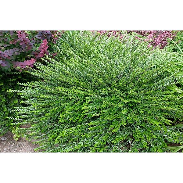 Lonicera Pileata Kriech-Heckenkirsche Immergrün 20–30 cm günstig online kaufen