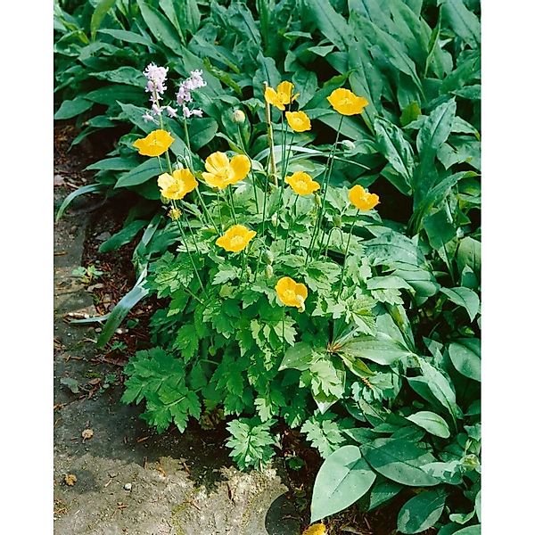 Papaver Alpinum Ssp.alpinum Alpenmohn Ca. 9x9 cm Topf günstig online kaufen
